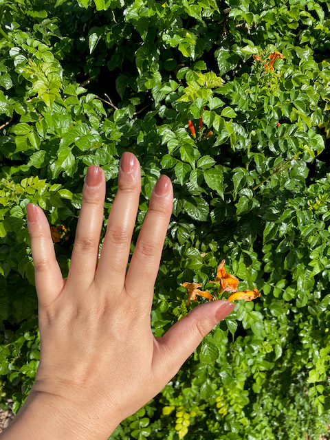 Longwear Nail Polish - Sheer Coffee