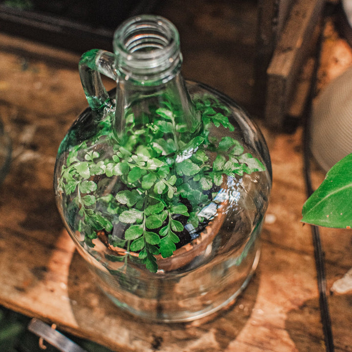 Recycled Glass Cloche
