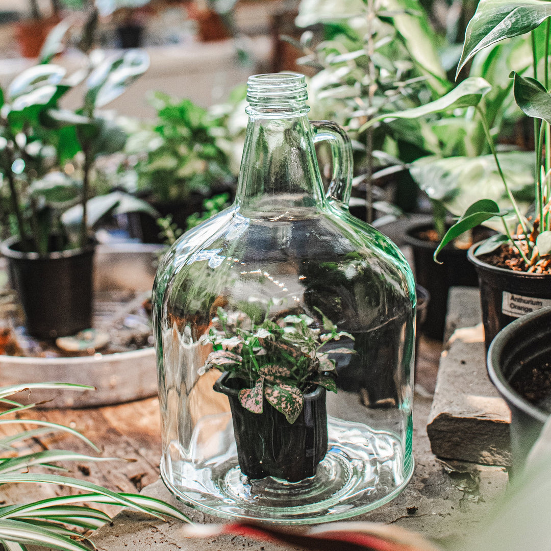 Recycled Glass Cloche