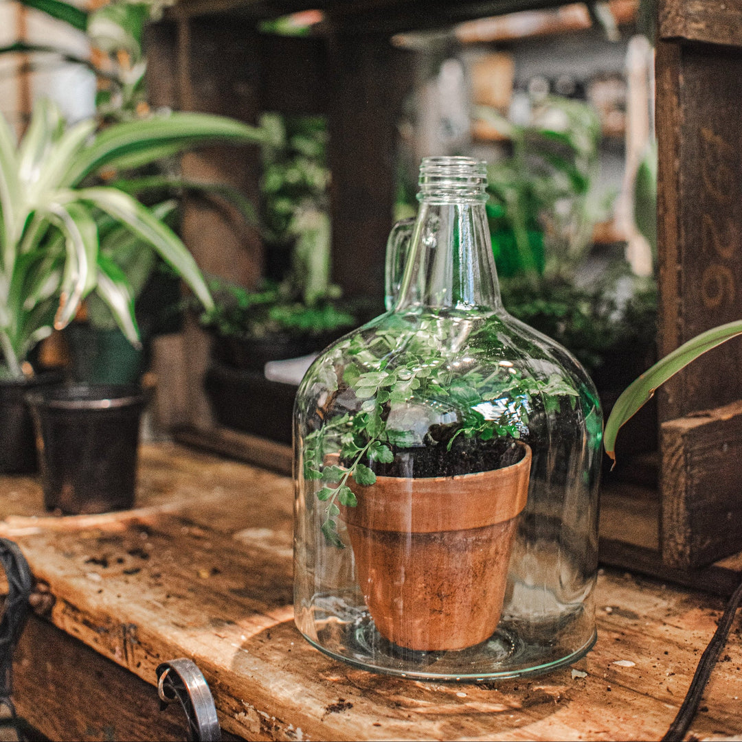 Recycled Glass Cloche