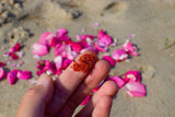 Beach Rose Scrub