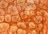 Rose Dust Gloss