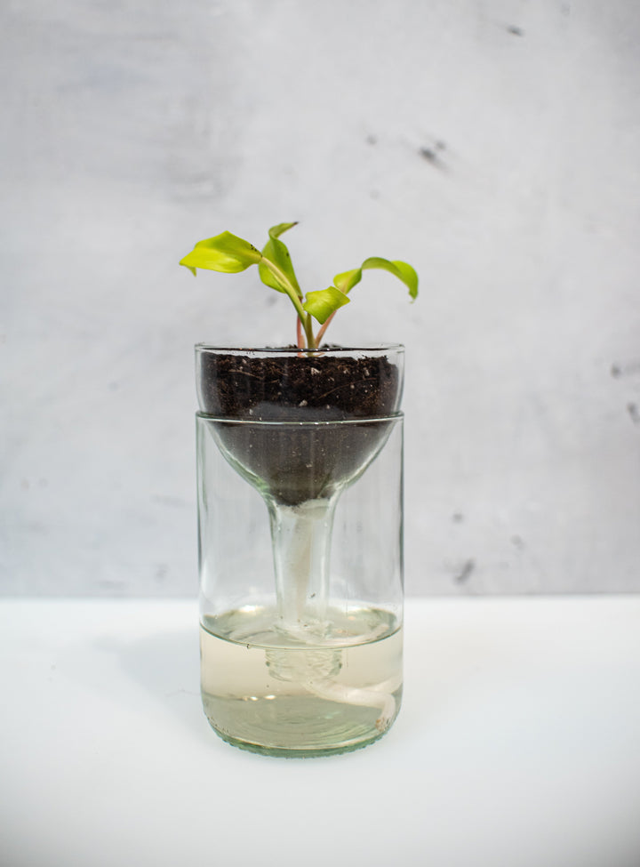 Self-watering Planter