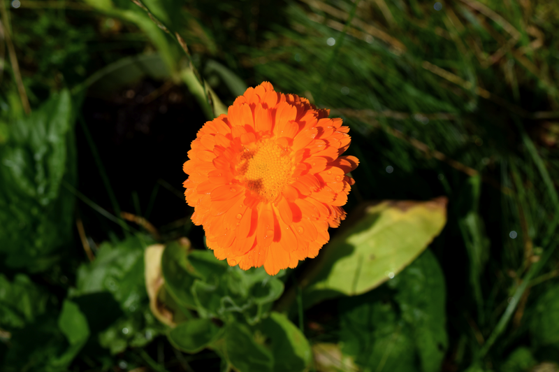 Calendula Balm